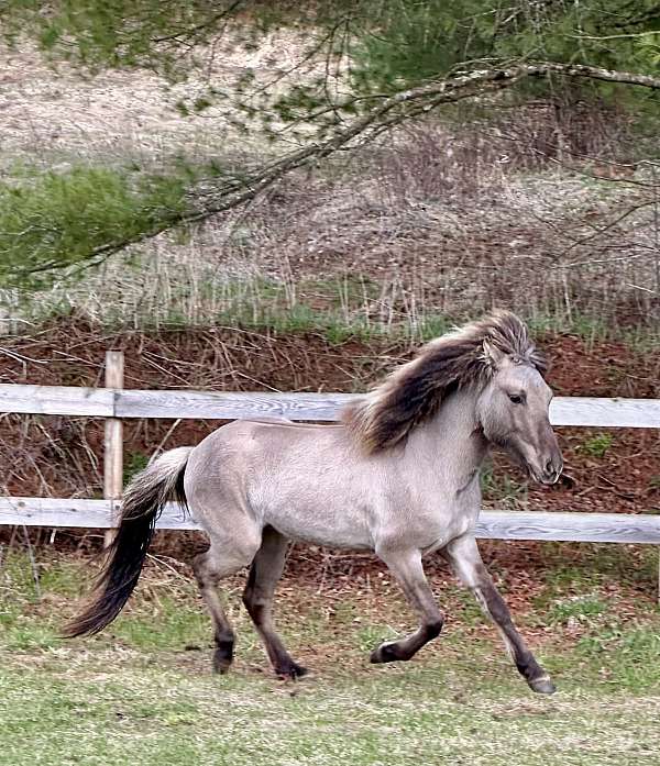 all-around-dun-factor-horse