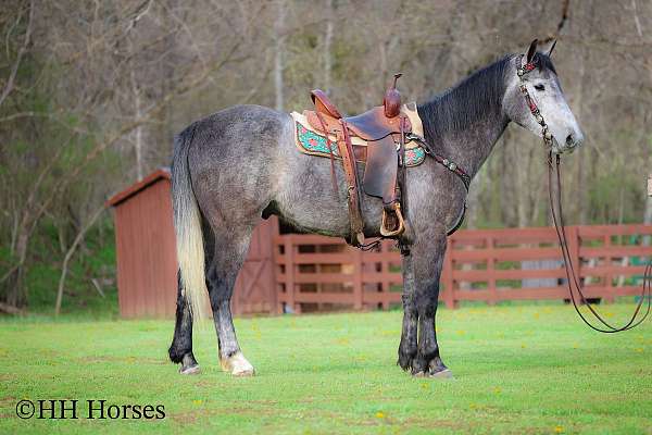 all-around-percheron-horse