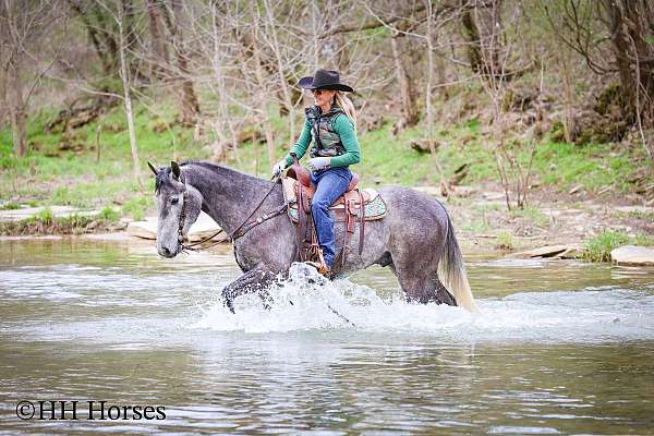 athletic-percheron-horse