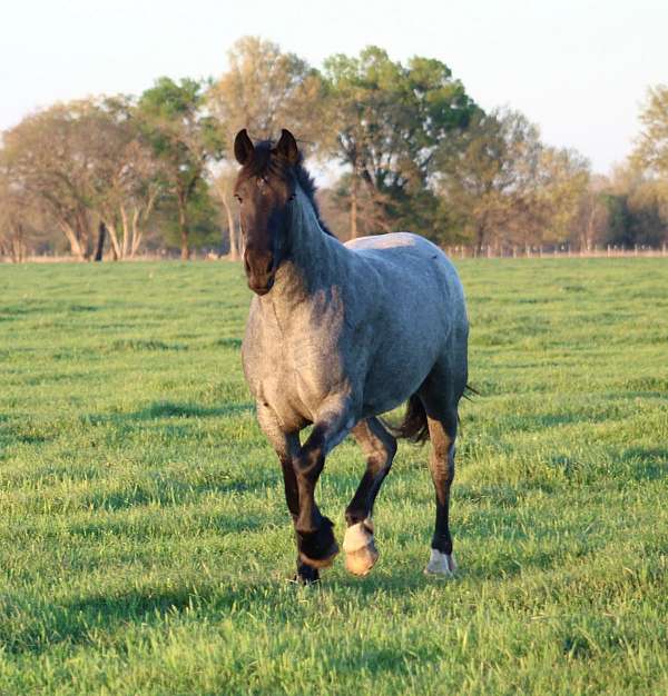 champion-draft-drum-horse