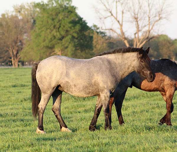 ranch-draft-drum-horse