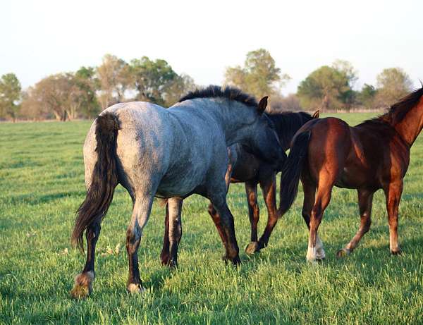 ranch-work-draft-drum-horse