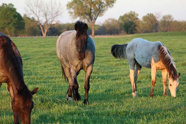 show-draft-drum-horse