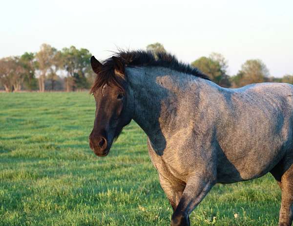 blue-roan-roan-draft-drum-filly-mare