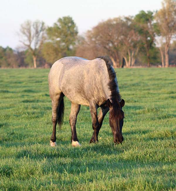 blue-roan-roan-draft-drum-for-sale