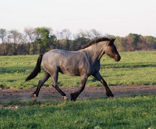 blue-roan-roan-draft-drum-horse