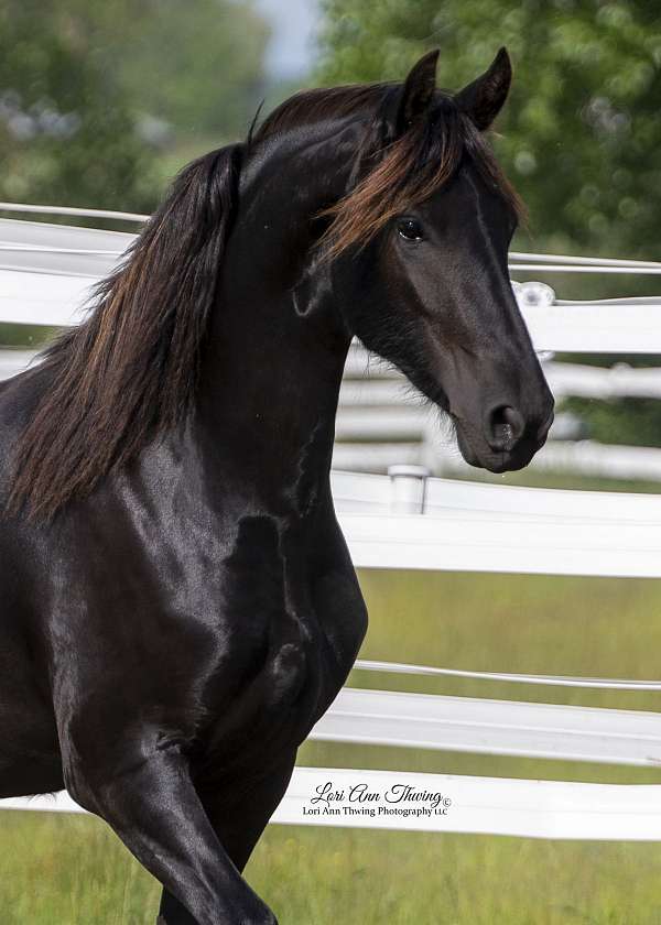 bling-friesian-horse