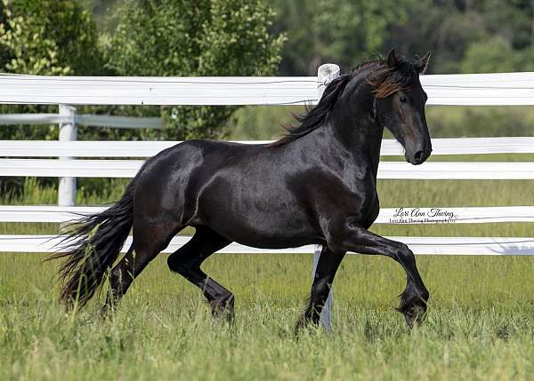 coming-two-year-old-friesian-horse