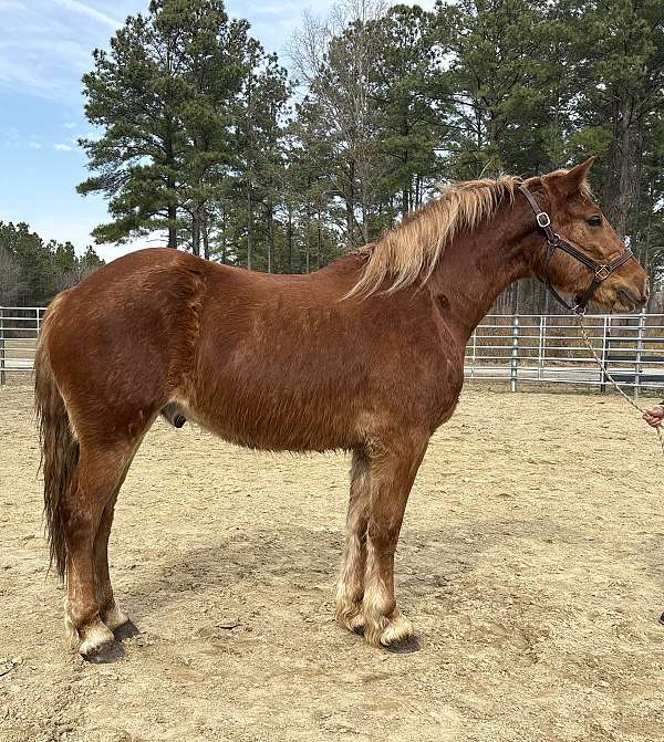 sorrel-belgian-draft-horse