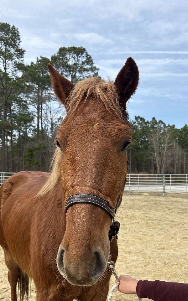 sorrel-draft-gelding
