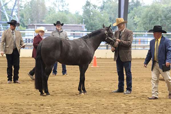 eligible-poa-pony