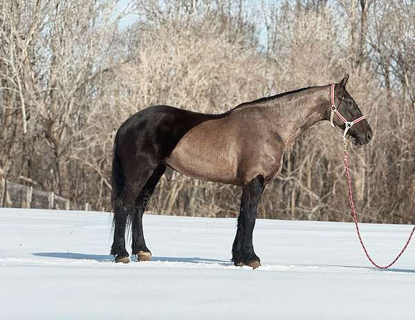 experienced-friesian-thoroughbred-horse