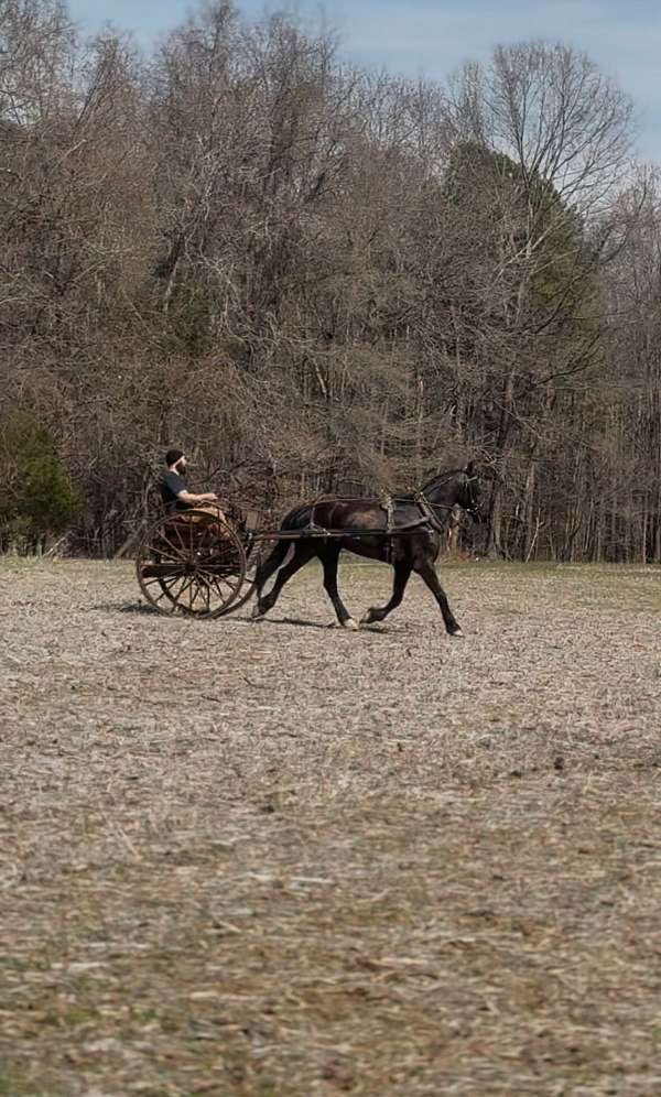 hunter-friesian-thoroughbred-horse