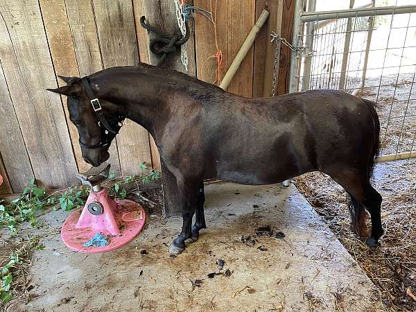 gentle-miniature-filly