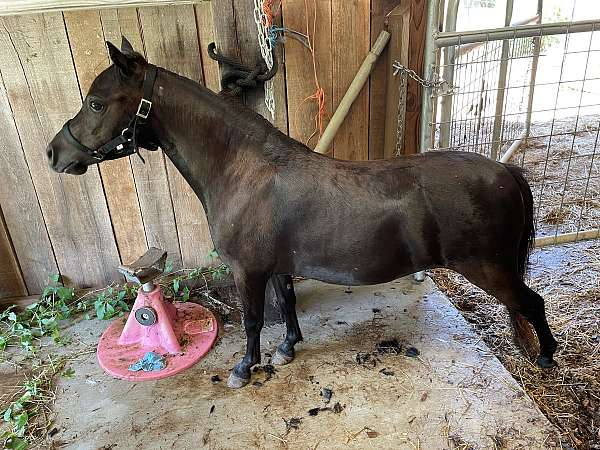 looking-for-filly