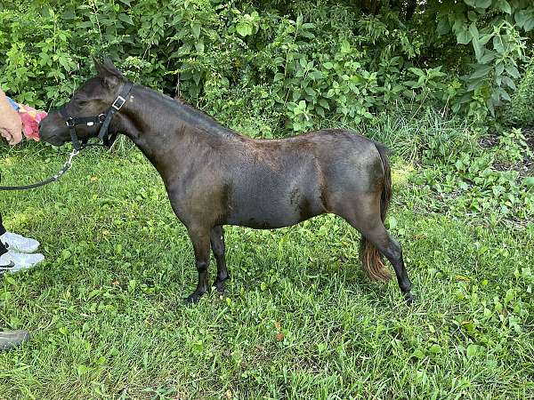 three-filly