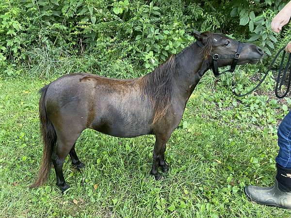 to-breed-filly