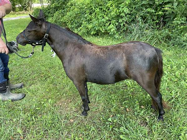 none-horse