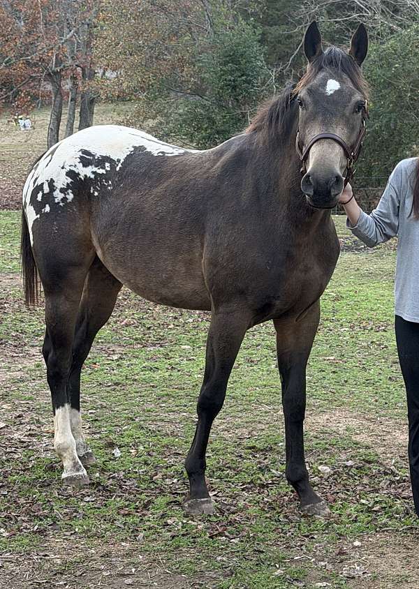 appaloosa-gelding