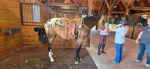 appaloosa-horse-for-sale