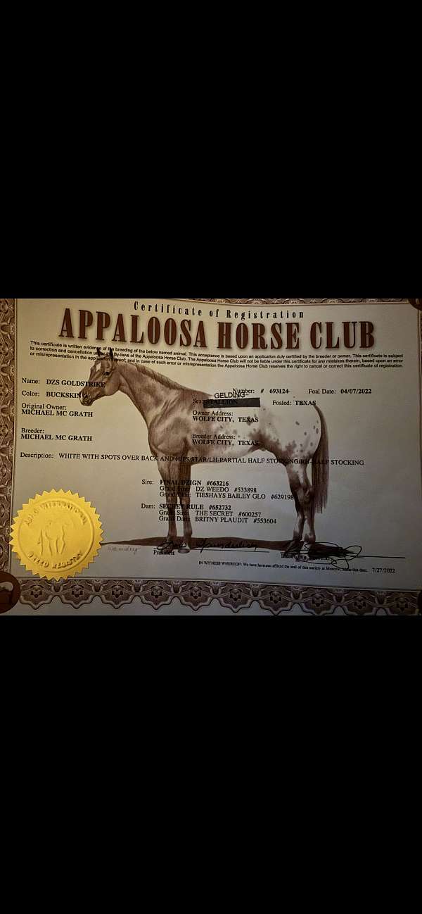 appaloosa-horse