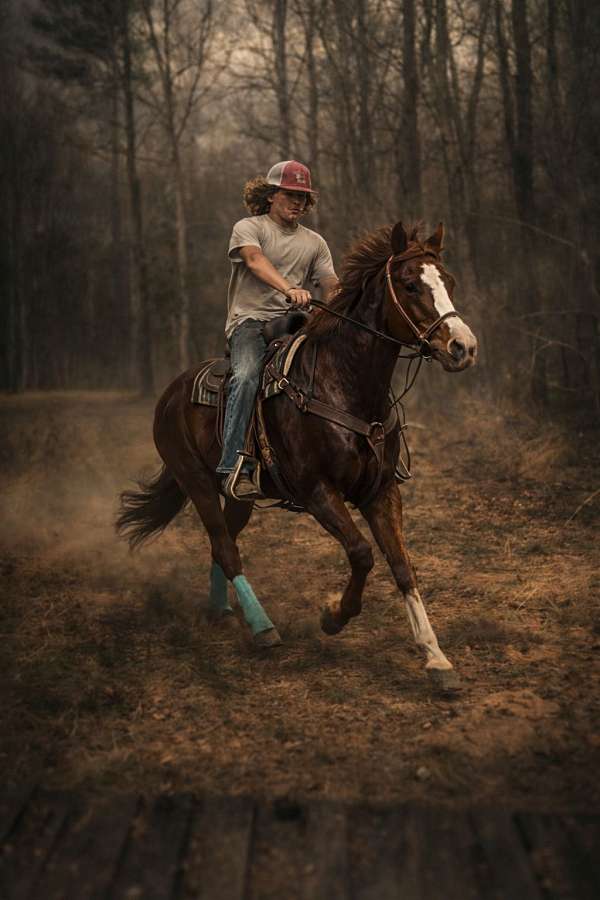 all-around-quarter-pony