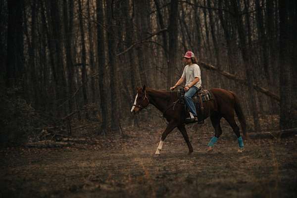 chestnut-wwwdoublecreekfarmnet-pony
