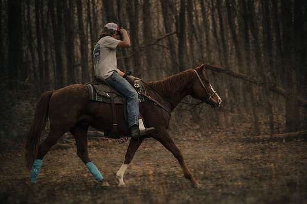 wwwdoublecreekfarmnet-pony
