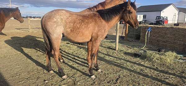 quarter-horse-for-sale
