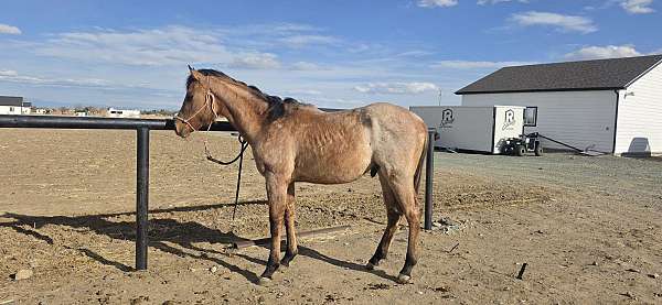 quarter-horse-colt