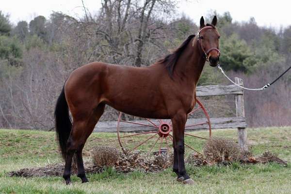 none-horse