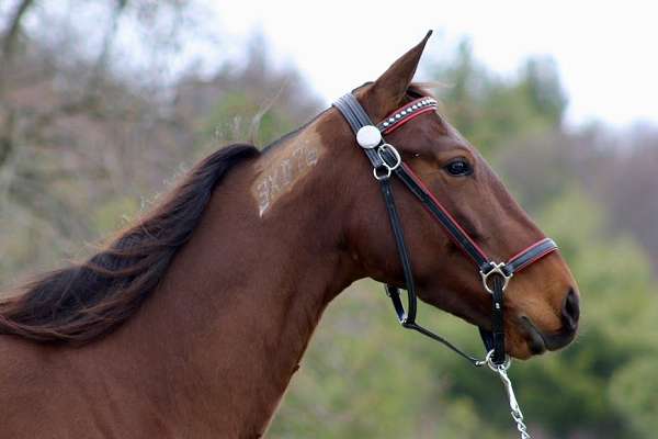 bay-none-horse