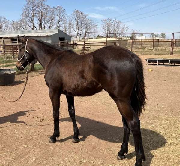 aaa-filly