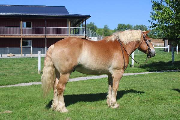 all-around-belgian-horse