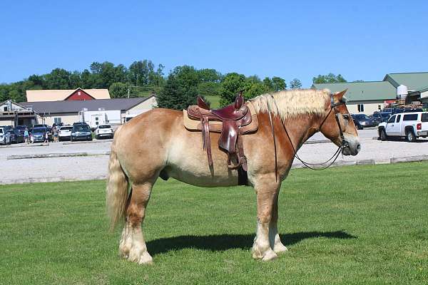 husband-safe-belgian-horse