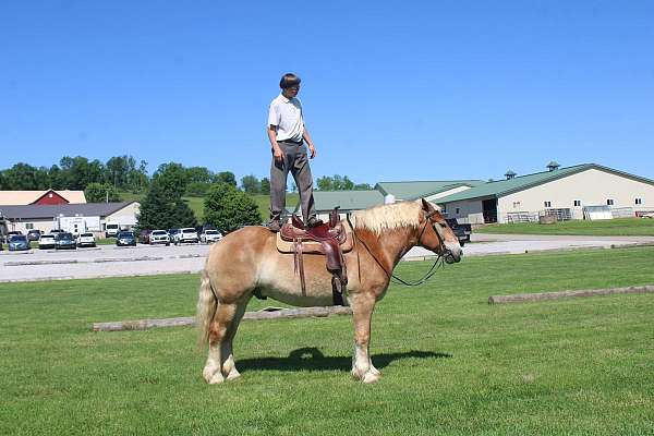 kid-safe-belgian-horse