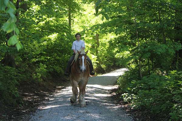 mounted-patrol-belgian-horse