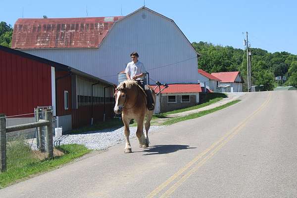parade-belgian-horse
