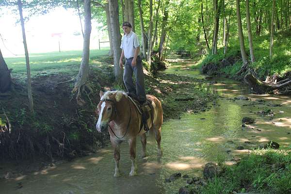 pleasure-driving-belgian-horse