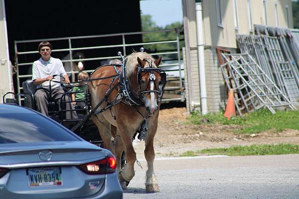 team-driving-belgian-horse