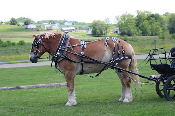 canter-belgian-horse