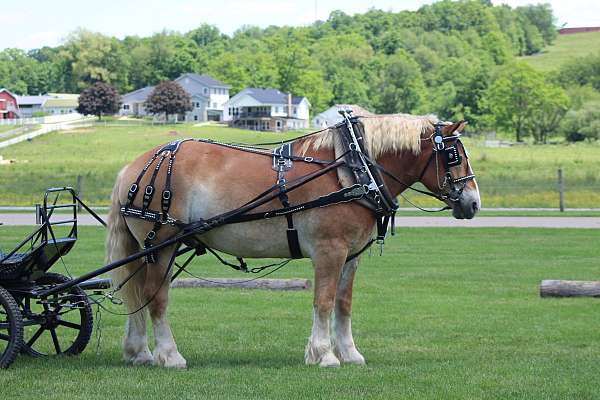 child-belgian-horse