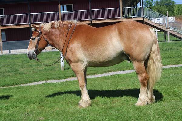 companion-belgian-horse