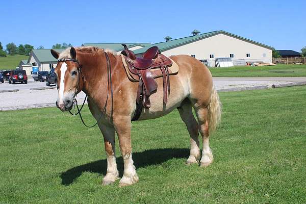 beginner-belgian-horse