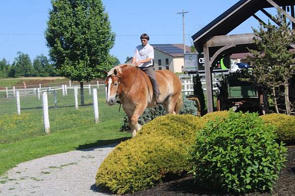 brown-white-strip-mane-tail-horse