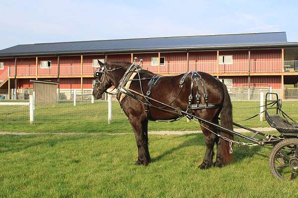 black-none-horse