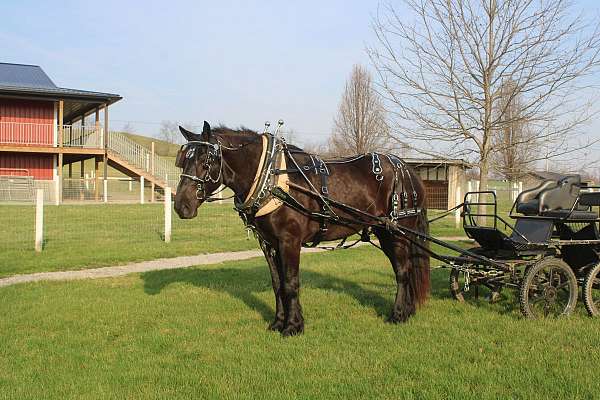 all-around-percheron-horse