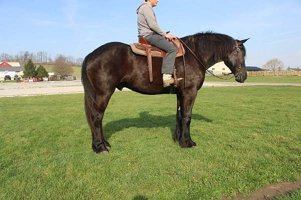 driving-percheron-horse