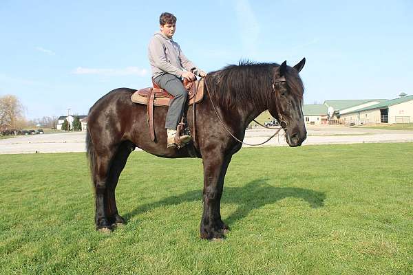 husband-safe-percheron-horse