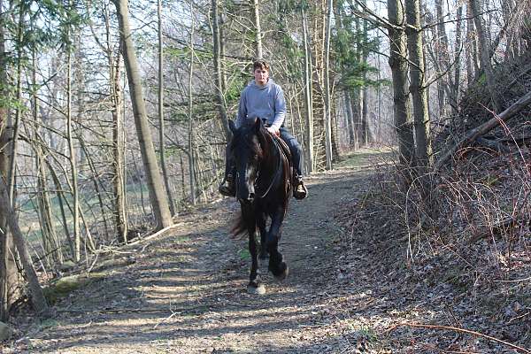 kid-safe-percheron-horse